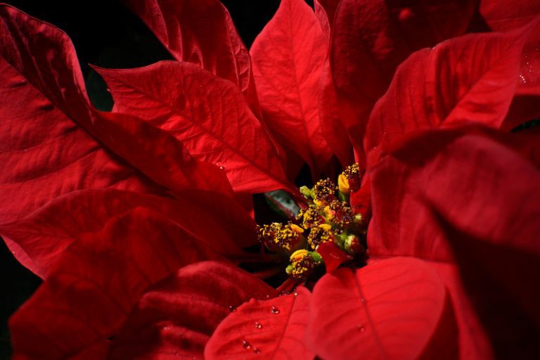Poinsettia Image